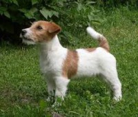 /album/jack-russell-terier/images-1-jpg4/